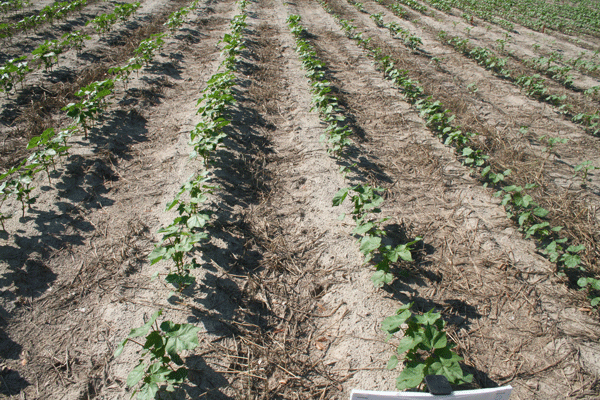 Green stems appear in soybeans again