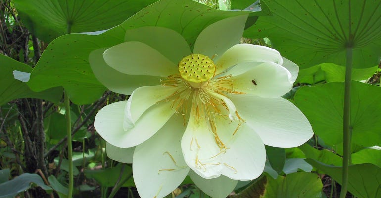 American Lotus bloom closeup