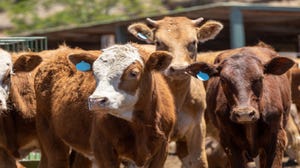 The April cattle on feed report had a few surprises for analysts. 