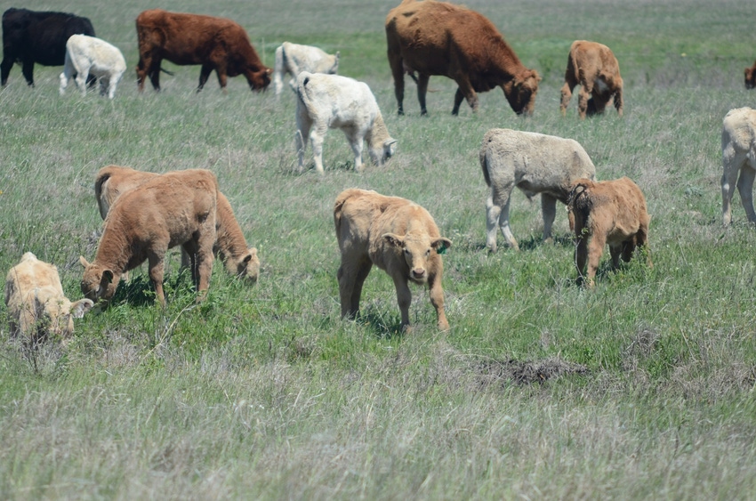 Calves on spring pasture Calves on spring pasture