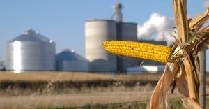 A corn stalk with an ethanol plant in the background