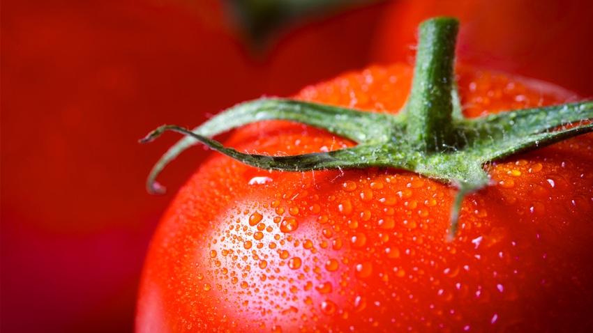 Close up of shot of fresh tomato with water droplets