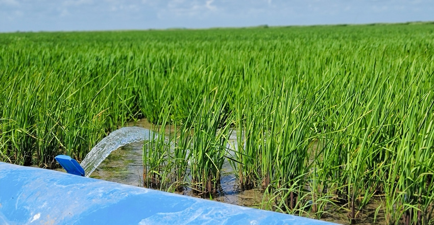 swfp-shelley-huguley-22-daniel-berglund-coast-rice.jpg swfp-shelley-huguley-22-daniel-berglund-coast-rice.jpg