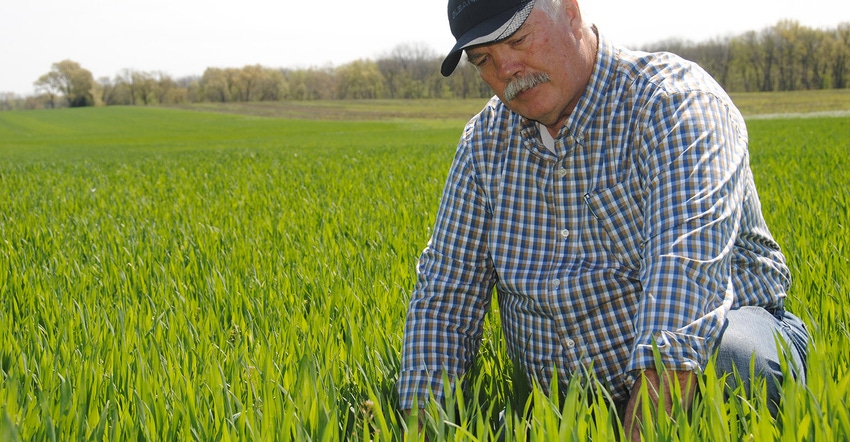 Man squatting in wheat field.