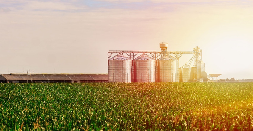 grain bins in corn field. 