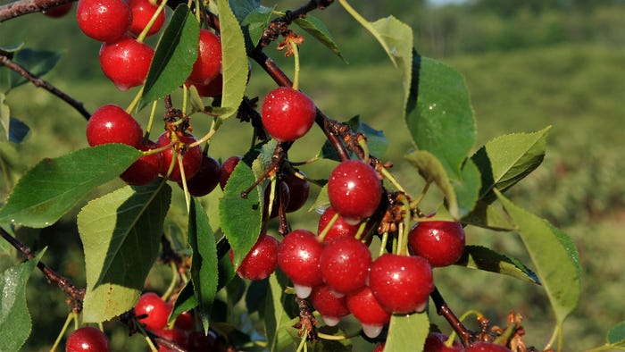 A close up of cherries growing on a tree