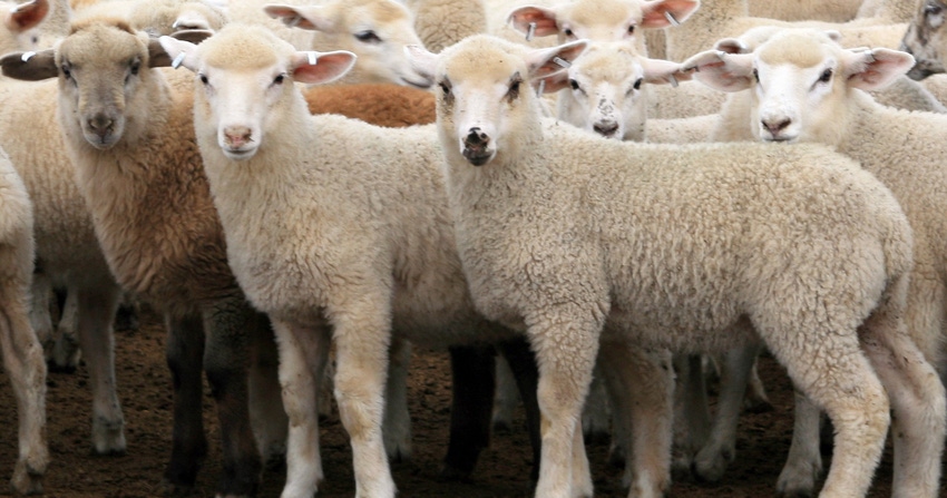 WFP-ARS-sheep.jpg