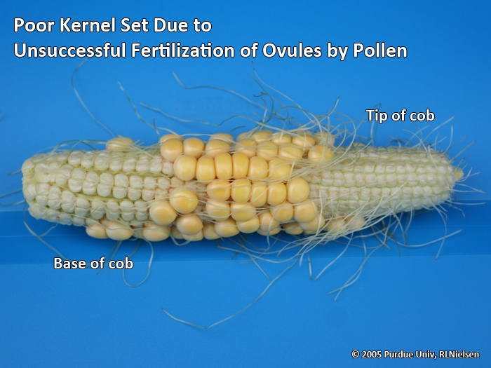 What causes poor kernel set in corn