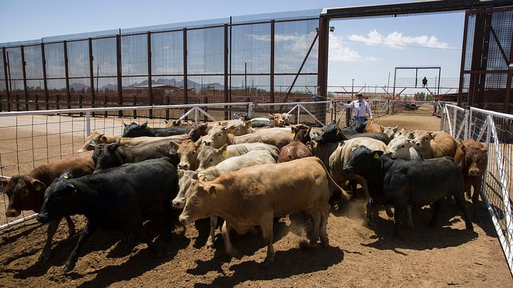 Is the U.S. ready for Mexican cattle imports?