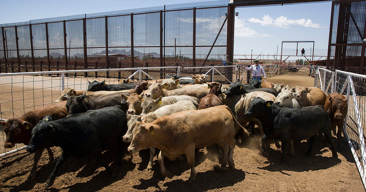 Is the U.S. ready for Mexican cattle imports?