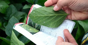 hand holding the Purdue Corn & Soybean Field Guide to identify downy mildew 