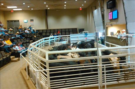 cattle_auctions_are_serious_business_oklahoma_1_635997733896669089.jpg
