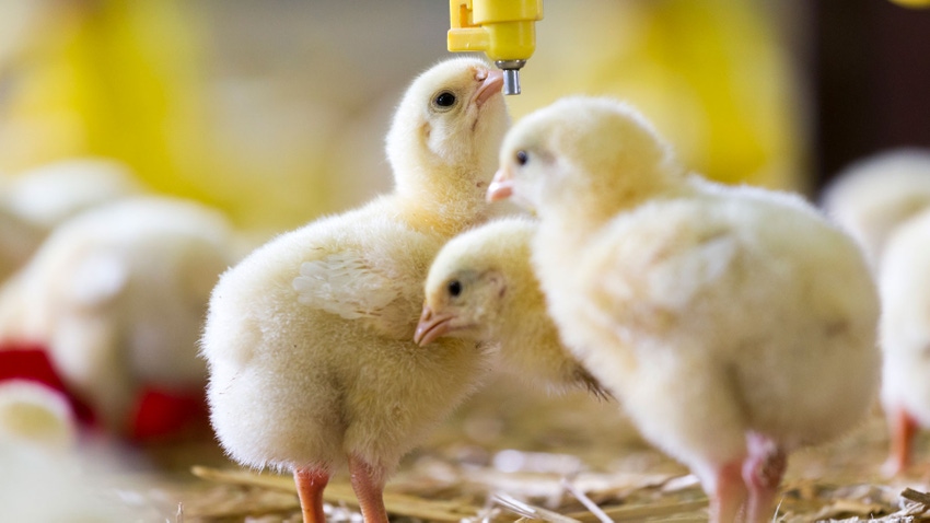 Baby chickens drinking water.