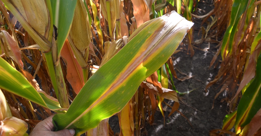 corn leaves showing signs of nitrogen deficiency 