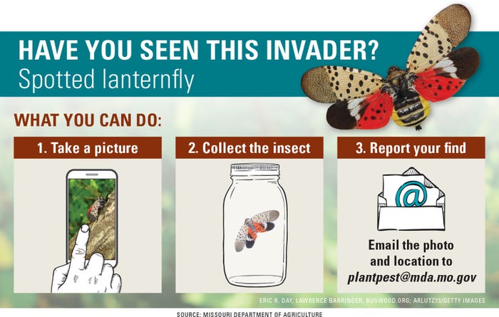 Have you seen this invader? Spotted lanternfly graphic