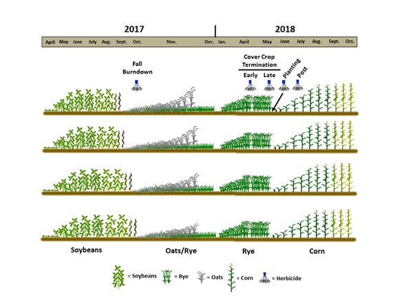 Four cover crop planting dates and two termination dates were studied as part of the trials to evaluate their effect on weed control graphic