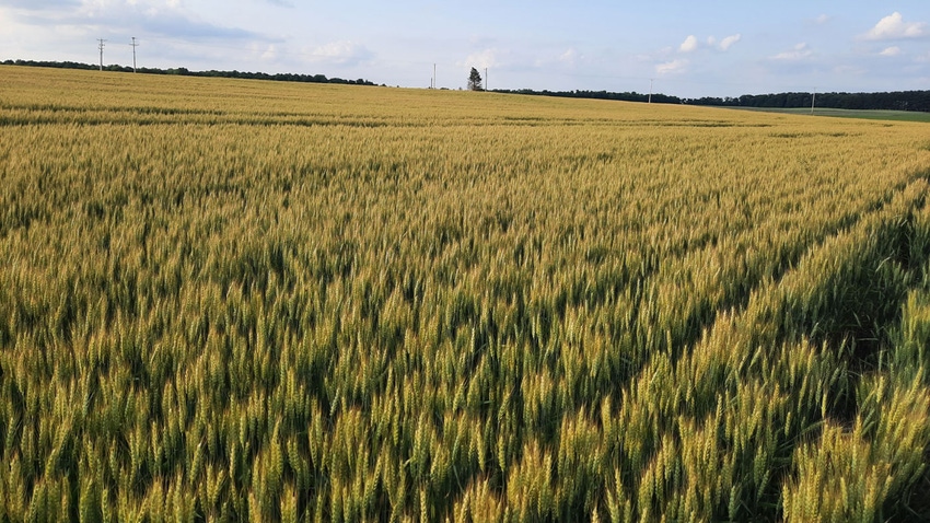 Nathan Brause's wheat field in Ohio’s Crawford County
