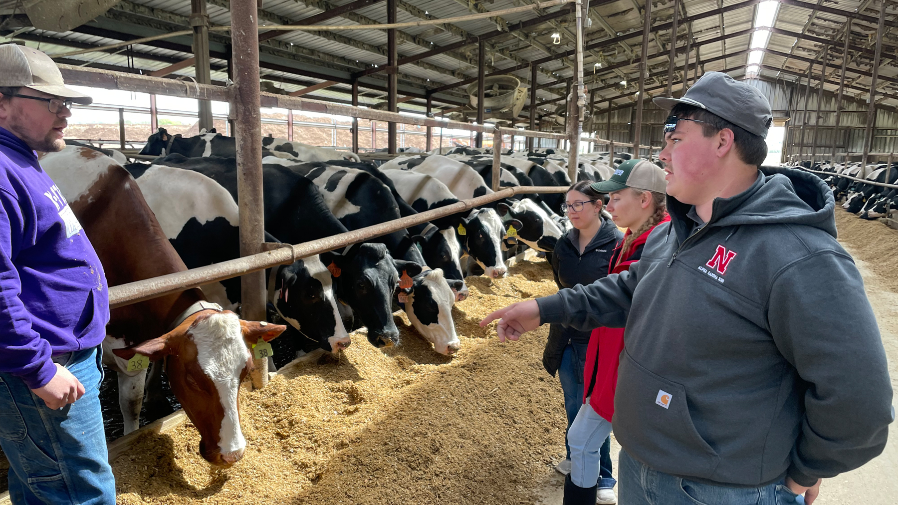 Dairy cows and ambassadors