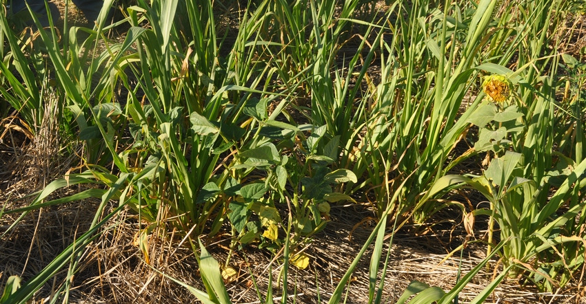 a mix of cover crops growing in a mat of old crop residue