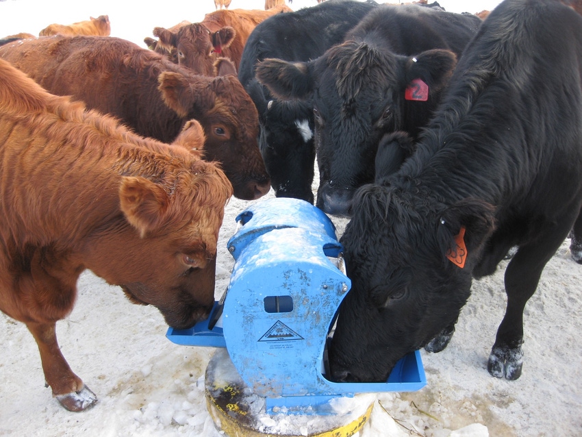 Cows using a pair of nose pumps