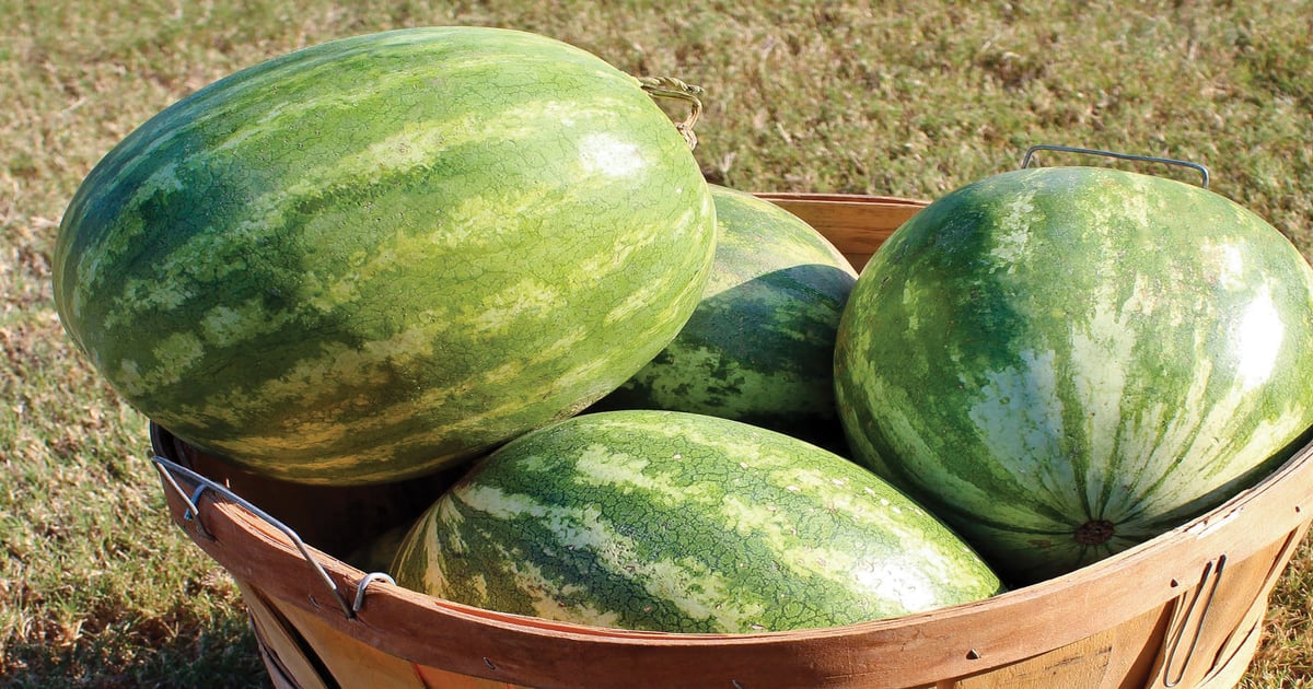 Mississippi watermelon harvest on fast pace