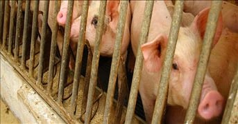 3 tips for transitioning hogs