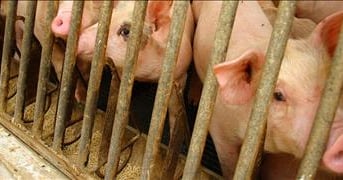 3 tips for transitioning hogs