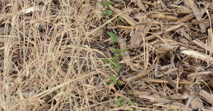 crop of soybeans emerging through a terminated cover crop 