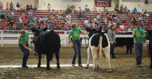 Exhibitors with their cows at the Nebraska State Fair show off their skills in the show ring