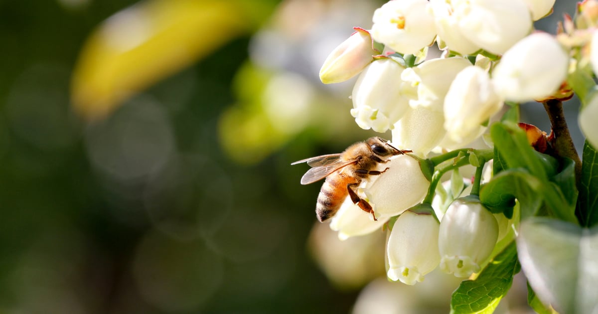USDA awards grant to improve blueberry pollination