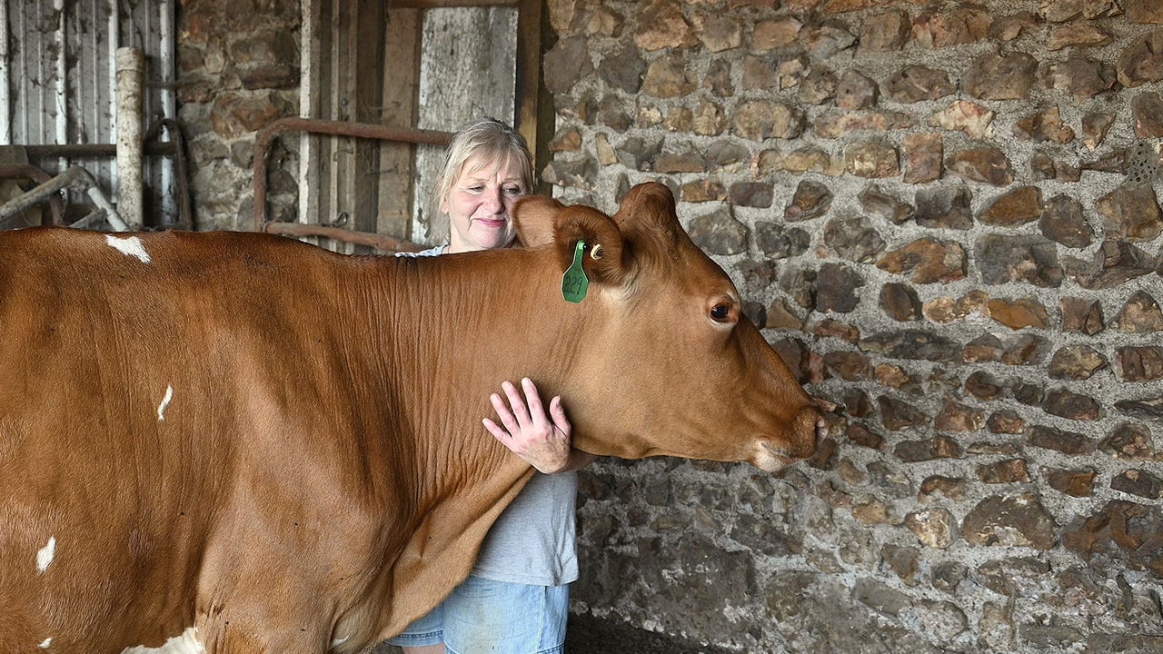 Woman hugging a Guernsey cow
