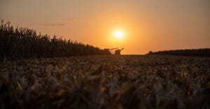 combine harvesting corn at sunset