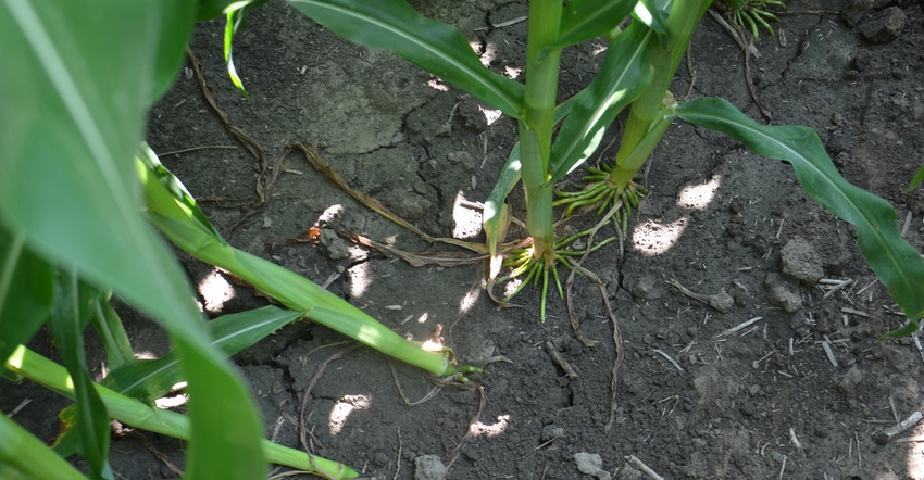 leaning cornstalks in field
