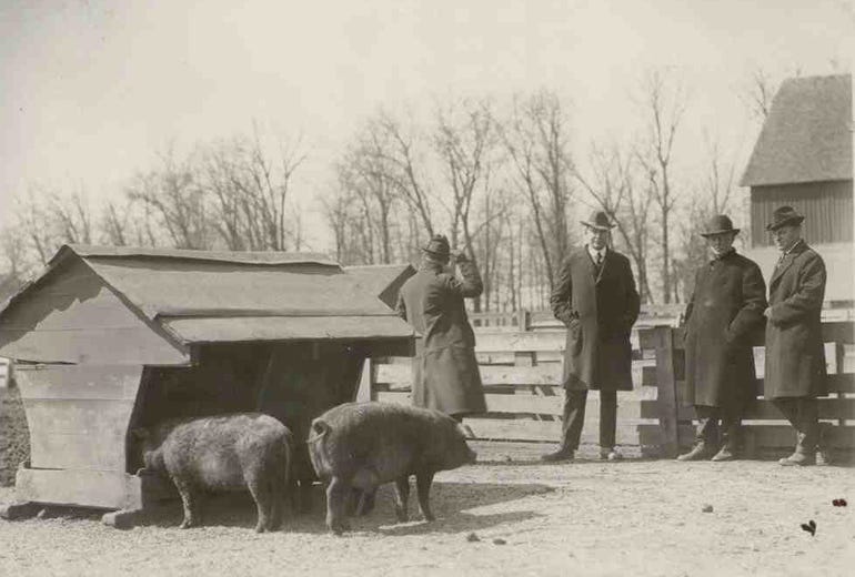 hog breeding on the farm in the 1940s