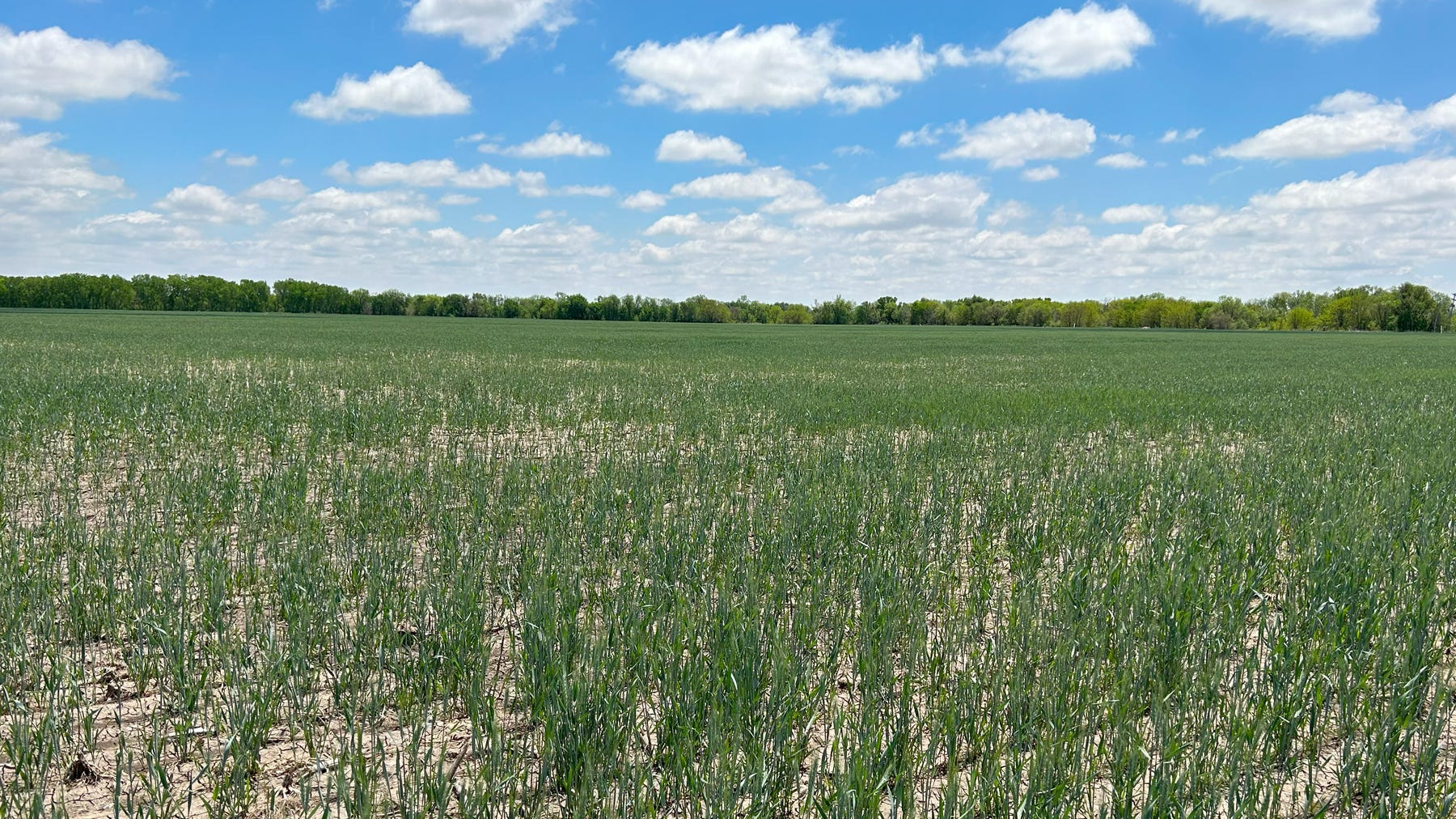 wheat field with freeze damage