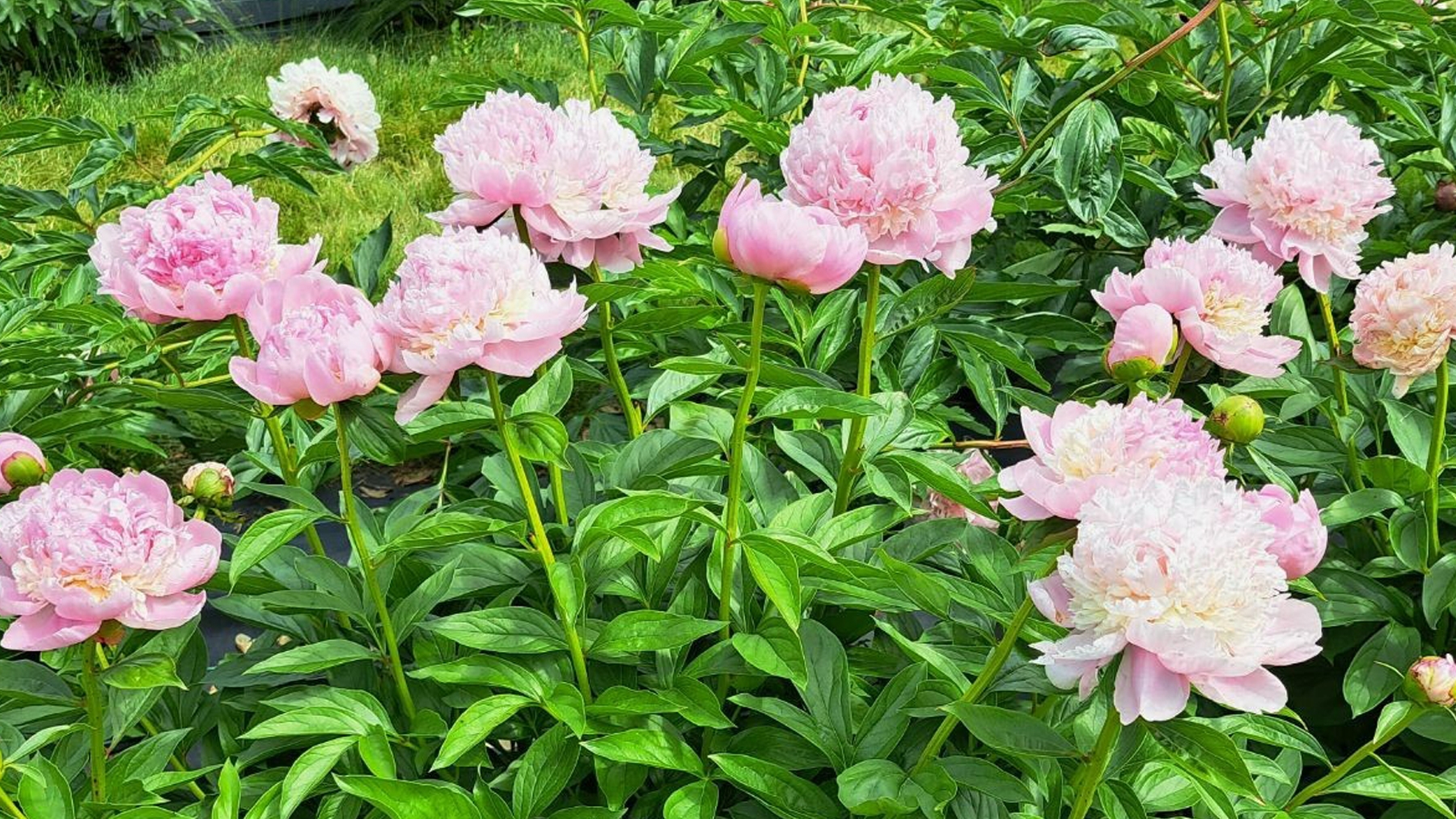 It's peony season: Don't miss the show!