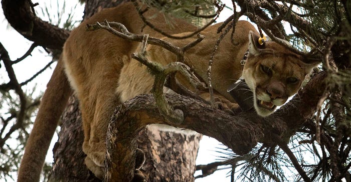 Mountain lion in tree in black hills of south dakota