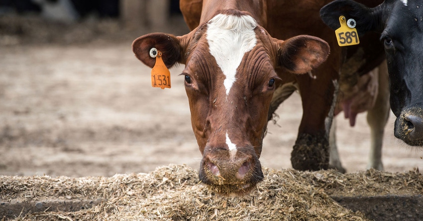 dairy-cattle-eating-silage-mix-GettyImages-665096827.jpg dairy-cattle-eating-silage-mix-GettyImages-665096827.jpg