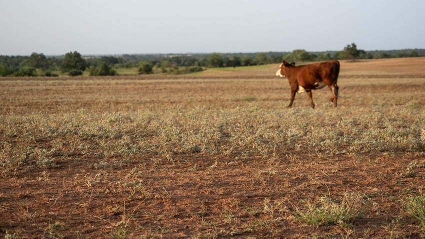 cattle pasture drought
