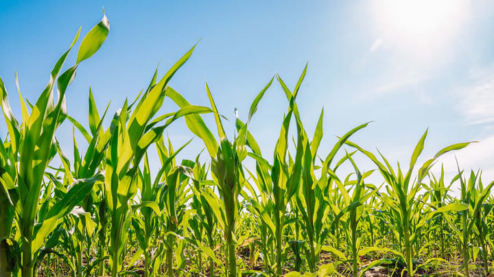 Crop progress: Corn quality takes a step up