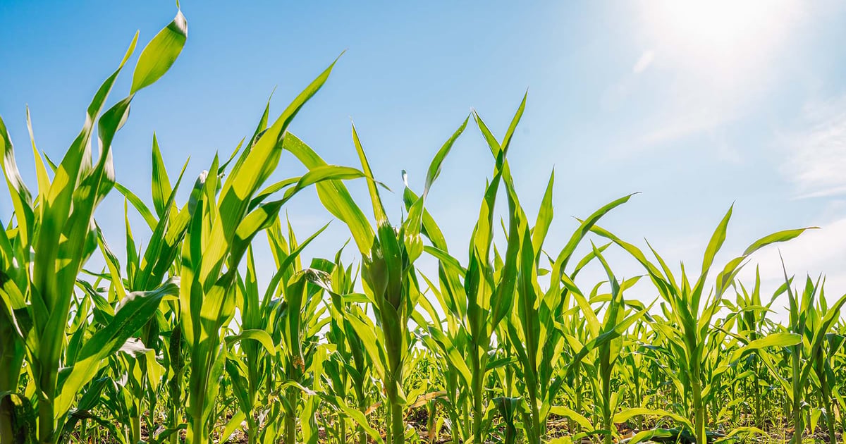 How El Nino could help farmers outyield high production costs