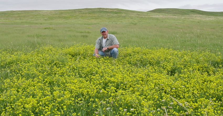 Arvid Boe, SDSU plant breeder, kneels in a field of yellow-flower alfala