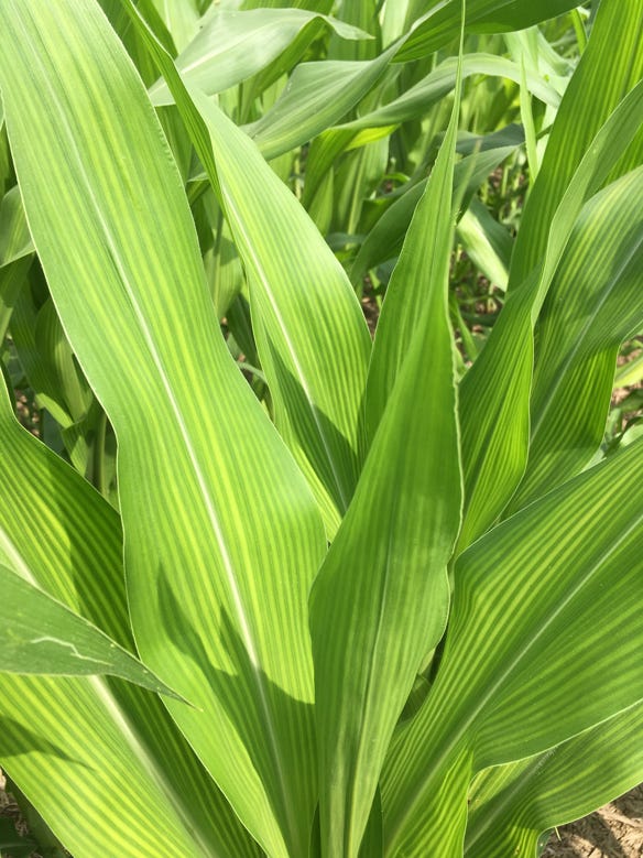 corn plant showing signs of sulfur deficiency 