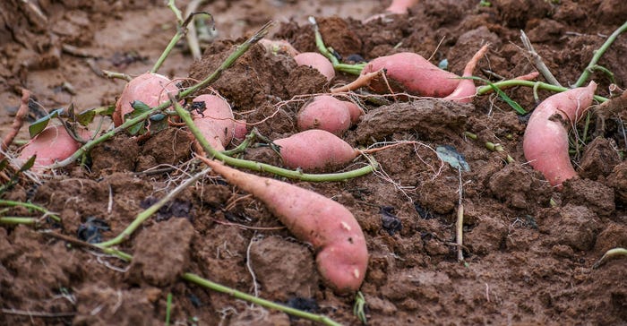 Grow Your Own Sweet Potatoes - Mississippi Market Co-op
