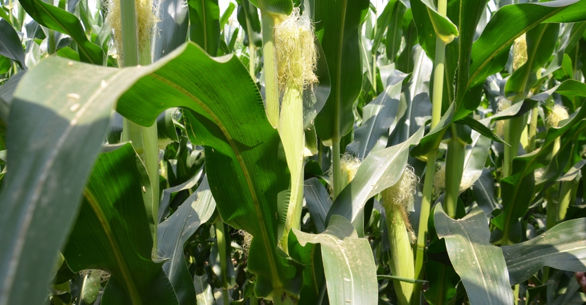 field of corn field of corn