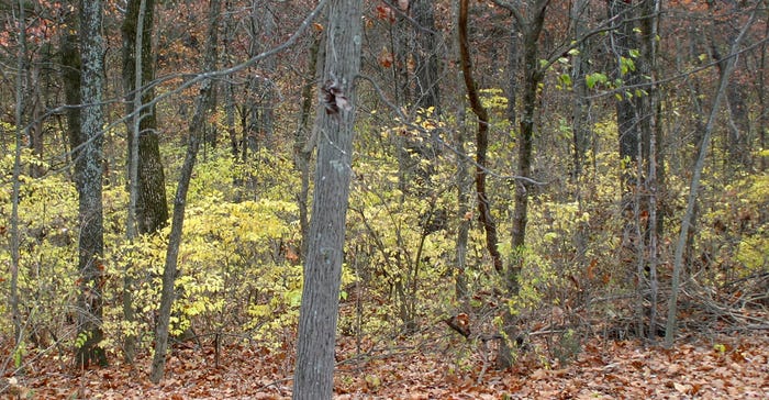 treeline made up of bush honeysuckle 