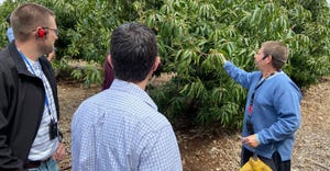 Mango production is discussed at Kibbutz Hukuk near the Sea of Galilee.
