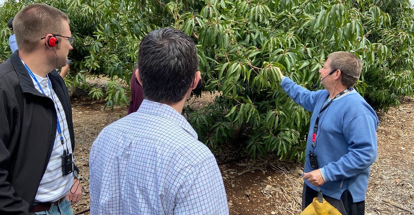 Mango production is discussed at Kibbutz Hukuk near the Sea of Galilee. Mango production is discussed at Kibbutz Hukuk near the Sea of Galilee.