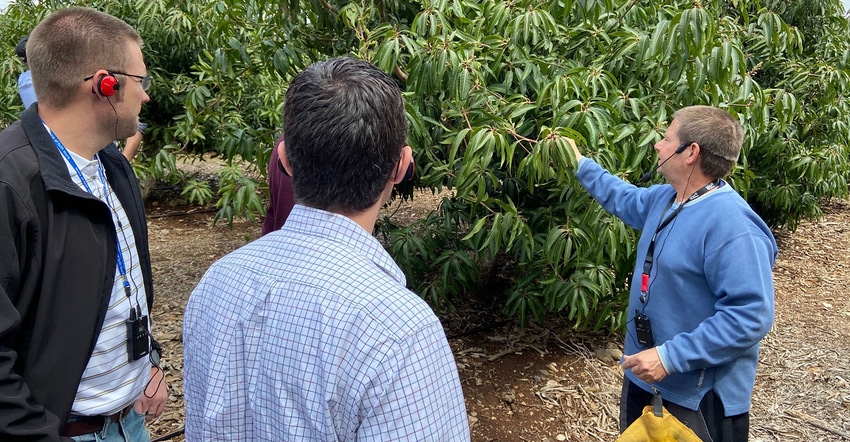 Mango production is discussed at Kibbutz Hukuk near the Sea of Galilee.