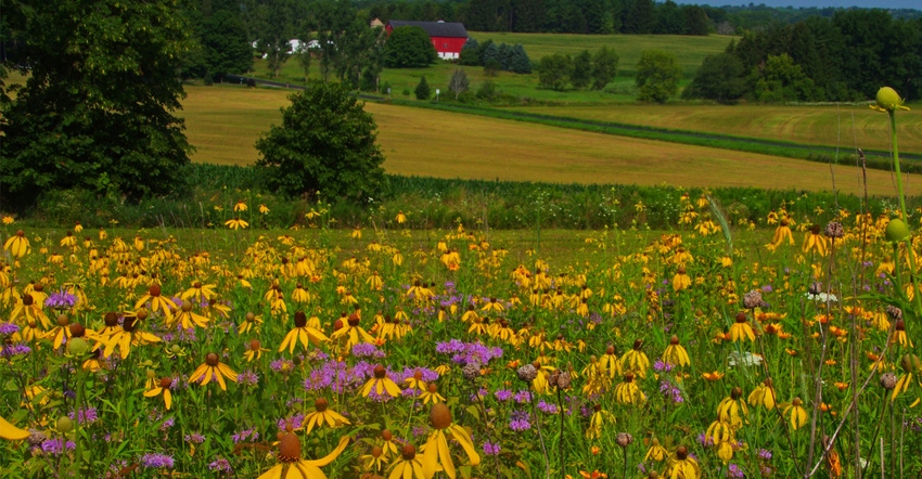 Prairie strip